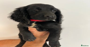 Cocker Spaniel dogs - Advert 11