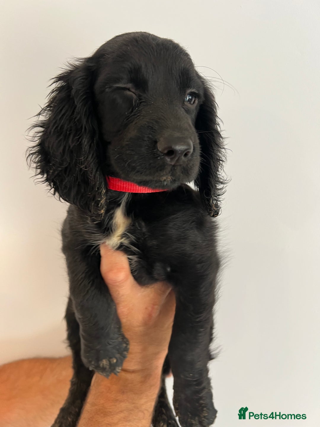 Cocker Spaniel dogs for sale: Fully health tested/champion bloodlines - Image 2