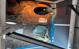 Tortoise reptiles for sale: Old fashioned garden tortoise and enclosure  - Image 4