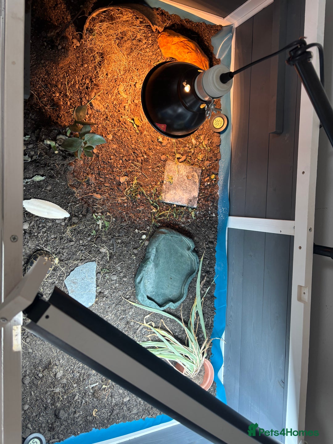 Tortoise reptiles for sale: Old fashioned garden tortoise and enclosure  - Image 4