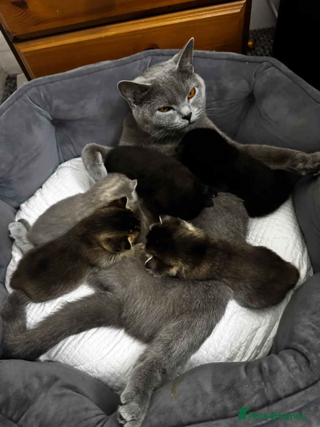 British Shorthair cats for sale: British Shorthair - Advert 2