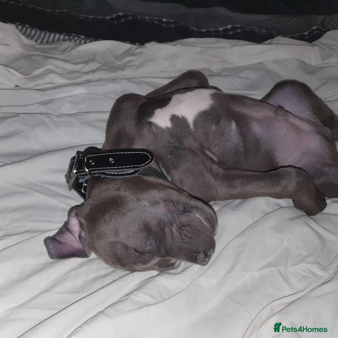 Staffordshire Bull Terrier dogs for stud: STUD 7th GEN BLUE STAFF LOKI IS READY TO BREED in Harrogate - Advert 17