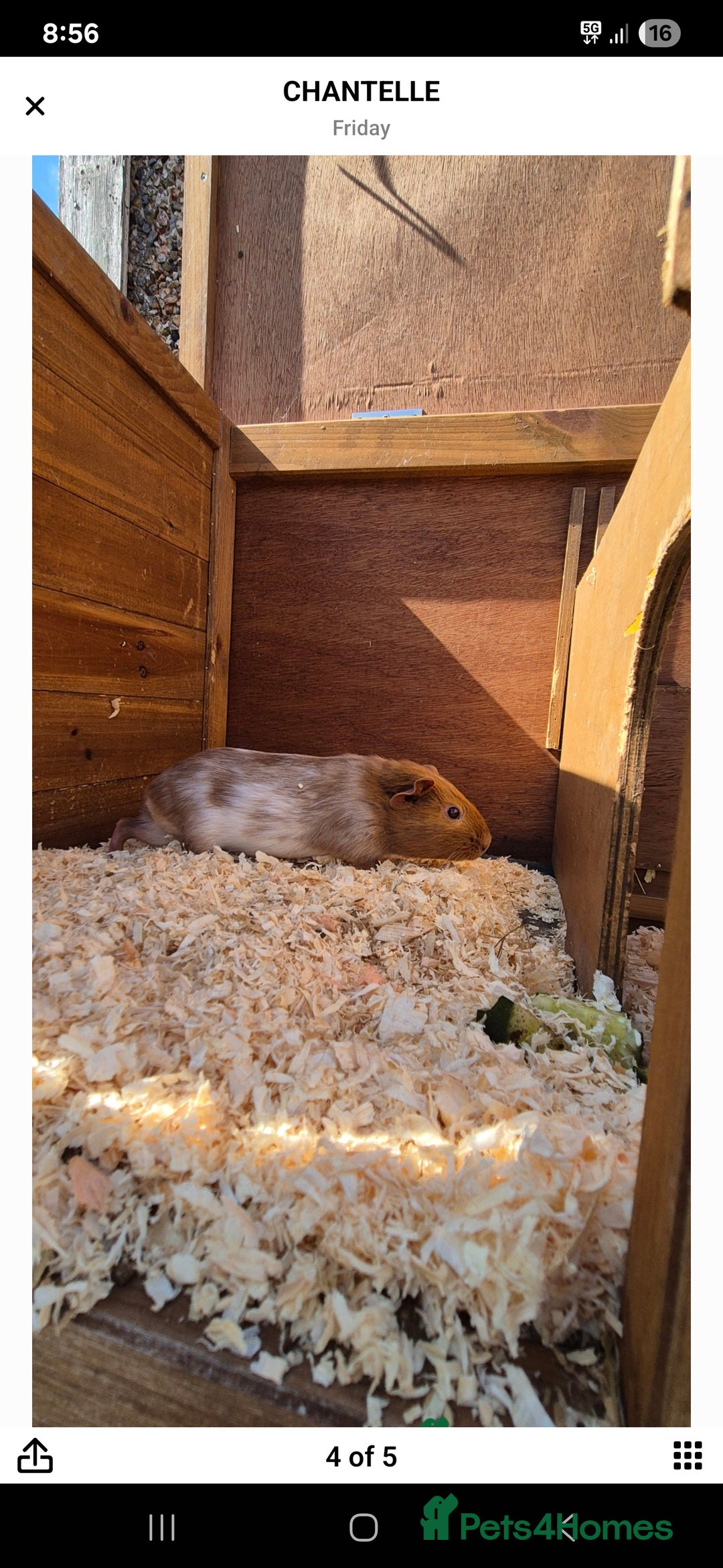 Guinea Pig rodents for sale: Male piggies  - Image 2