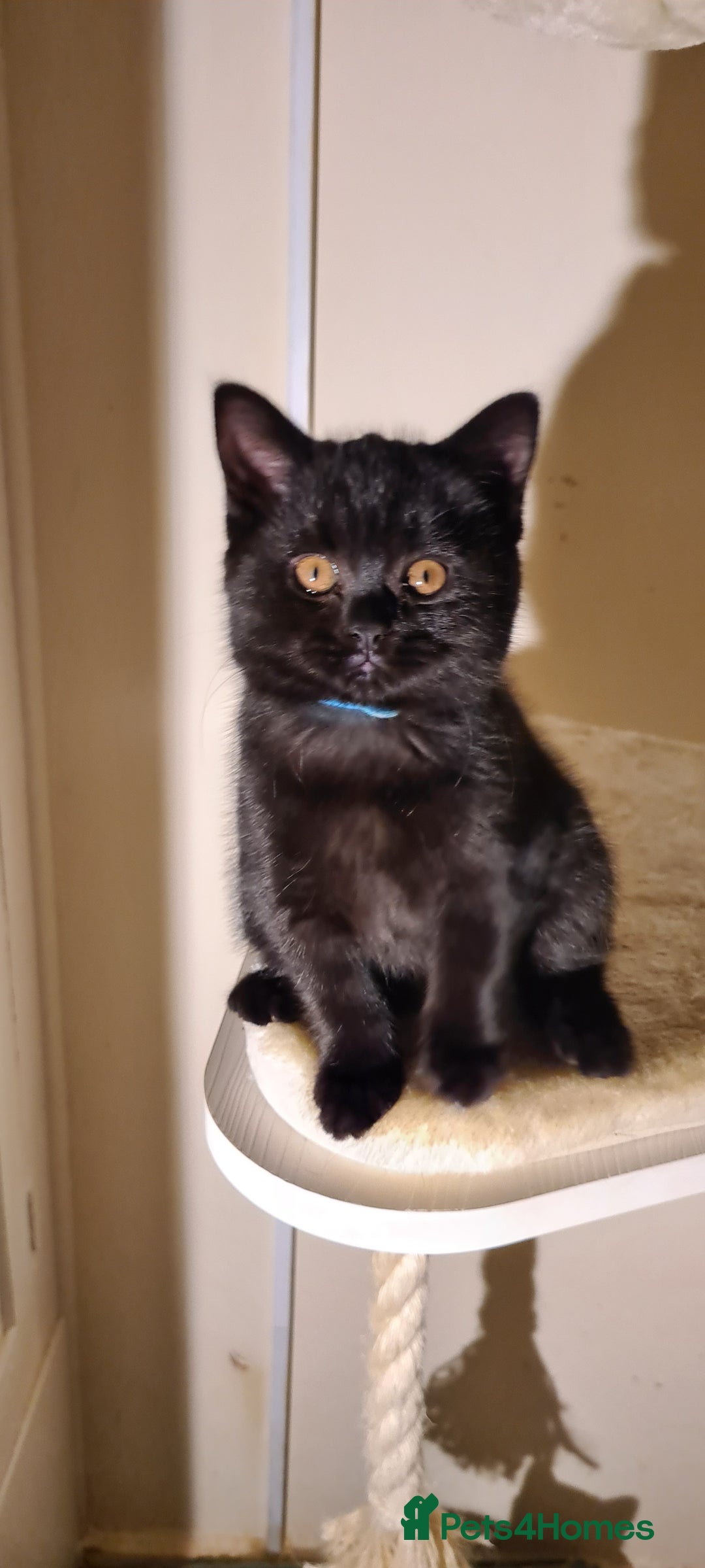 British Shorthair cats for sale: British shorthair black and blue kittens - Advert 9