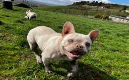 French Bulldog dogs for sale: 2 Frenchie girls  - Image 4