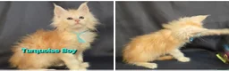 Maine Coon cats for sale: Ready now Maine Coon x2 boys - Advert 6
