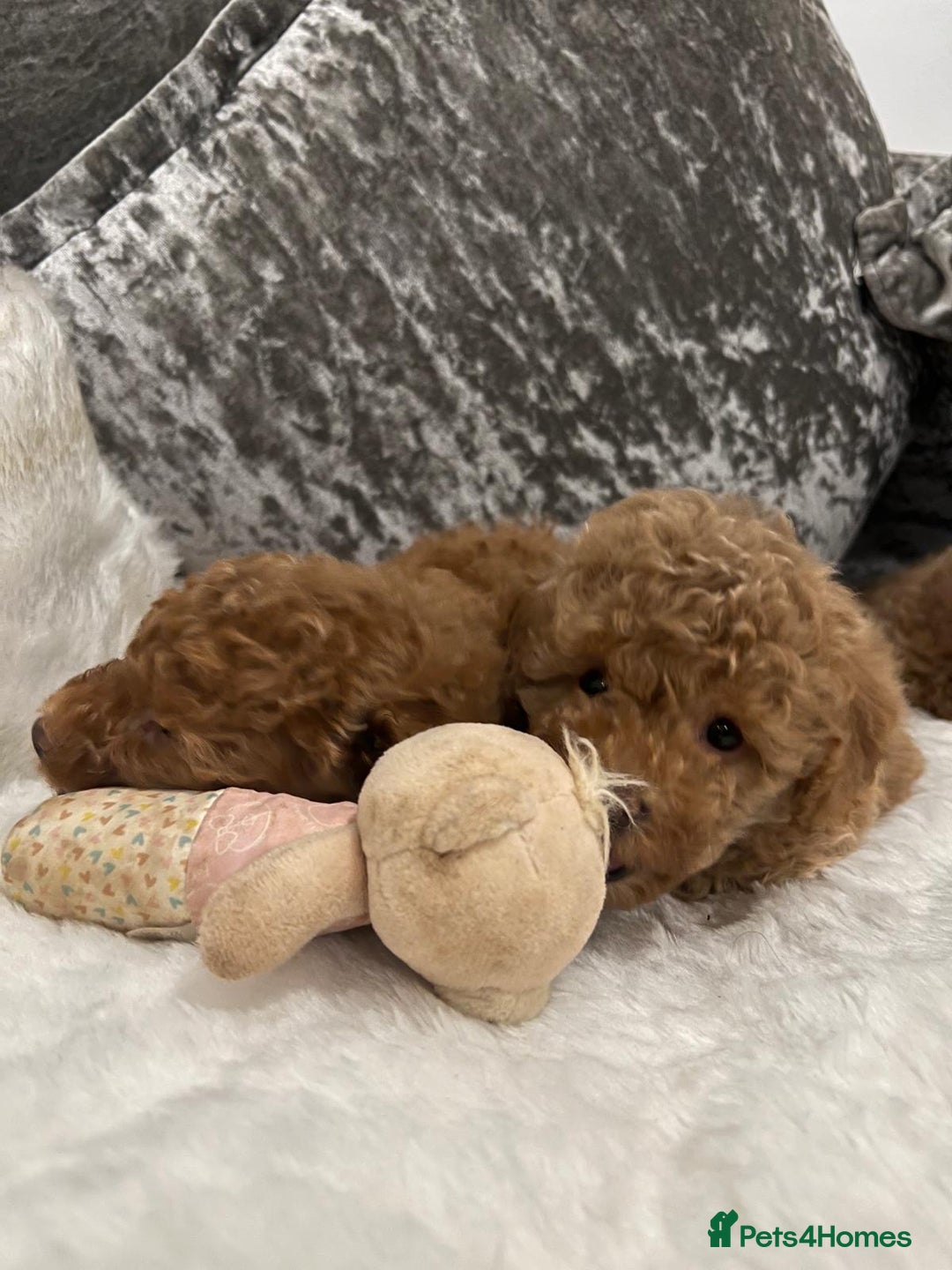 Cavapoo dogs for sale: Mixed litter ofBeautiful cavapoo  - Advert 4