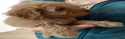 Cockapoo dogs for sale: Beautiful F1 Toy Cockapoo Puppies  - Advert 26