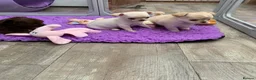 Chihuahua dogs for sale: 5* LICENSED. Gorgeous KC Chihuahua GIRLS - Advert 4