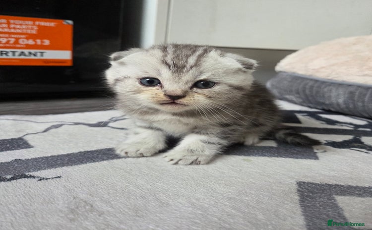 Scottish Fold cats Scottish folds - Advert 7
