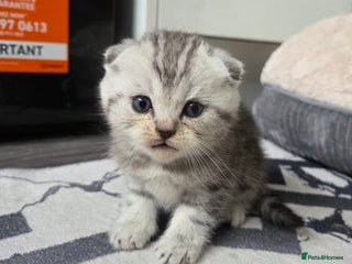 Scottish Fold cats Scottish folds - Advert 14