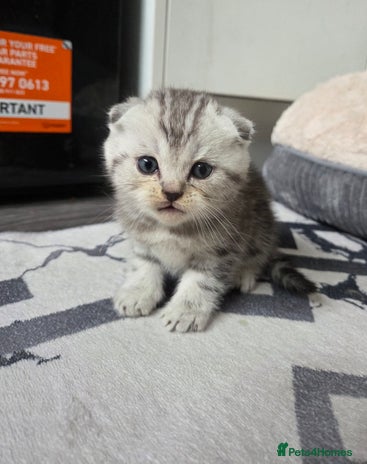 Scottish Fold cats Scottish folds - Advert 7