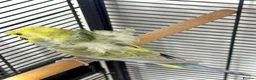 Budgerigars birds for sale: Helicopter Hagoromo Rainbow Hen – Breeding Ready - Advert 2