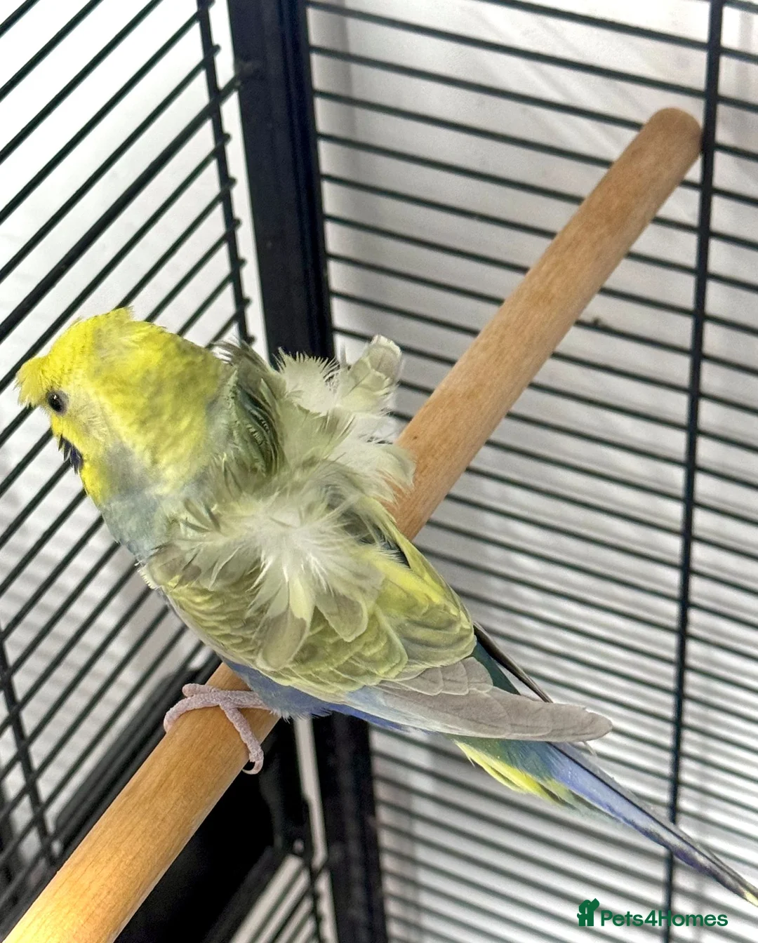 Budgerigars birds for sale: Helicopter Hagoromo Rainbow Hen – Breeding Ready - Advert 2