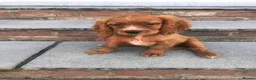 Cockalier dogs for sale: 1 boy only left Ruby red cockalier  - Advert 18