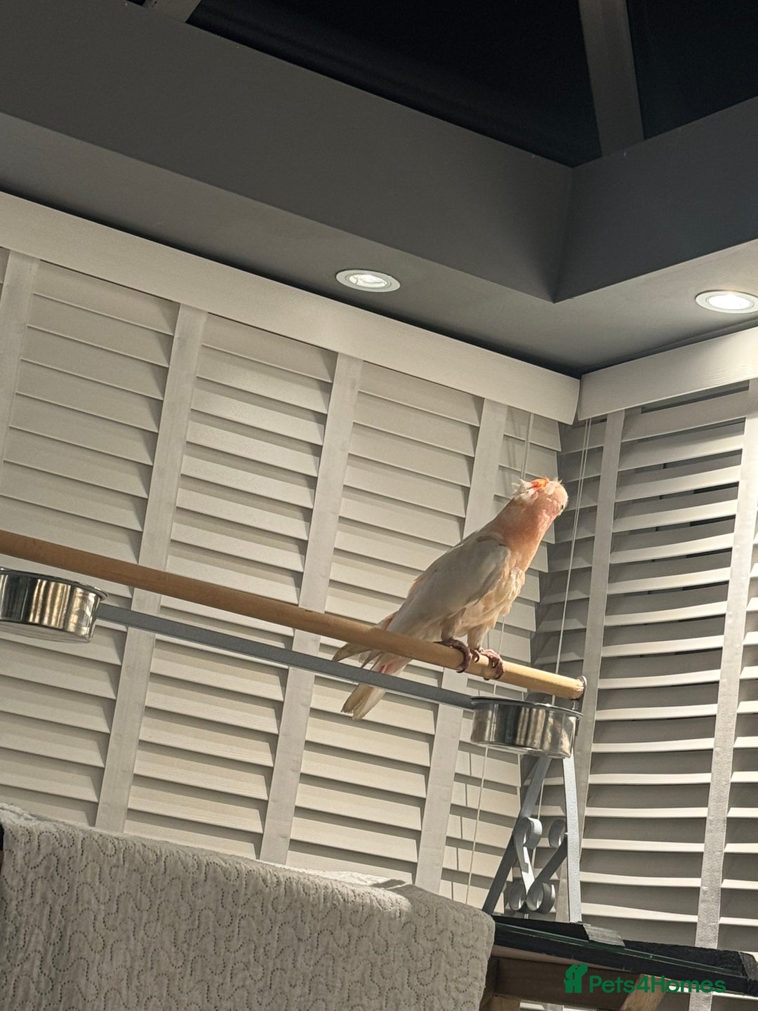 Cockatoo birds for sale: Major Mitchell Super Tame - Advert 6