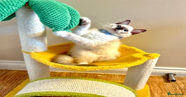 Ragdoll cats - Advert 16