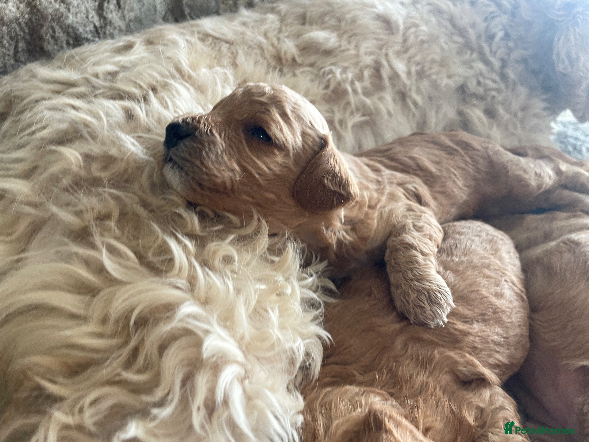 Cockapoo dogs 5⭐️Cockapoo Apricot, Red. Clear genetics & Health - Advert 1