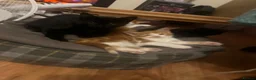 Mixed Breed cats for sale: Ginger, black and white and black cats for sale  in Manchester - Advert 6