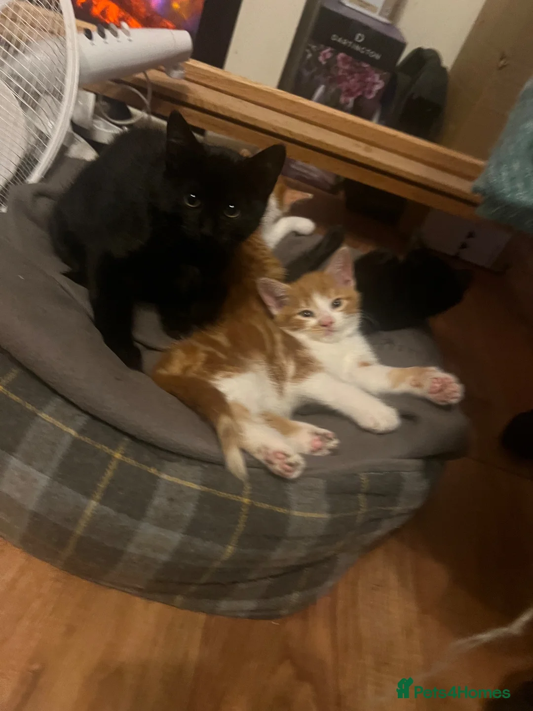 Mixed Breed cats for sale: Ginger, black and white and black cats for sale  in Manchester - Advert 6