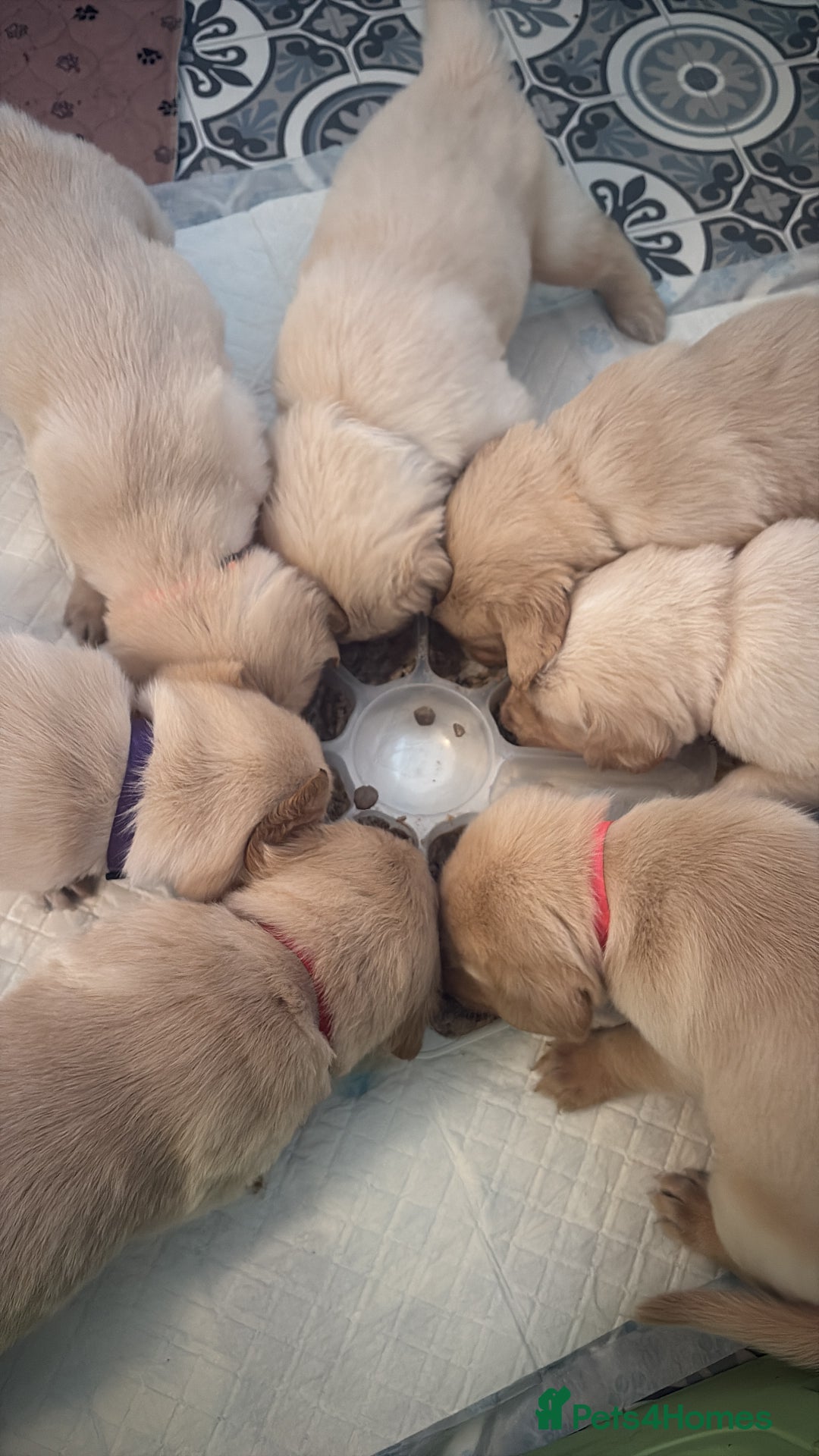 Goldador dogs for sale: Goldador puppies  - Advert 9