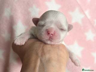 Maltese dogs - Advert 6