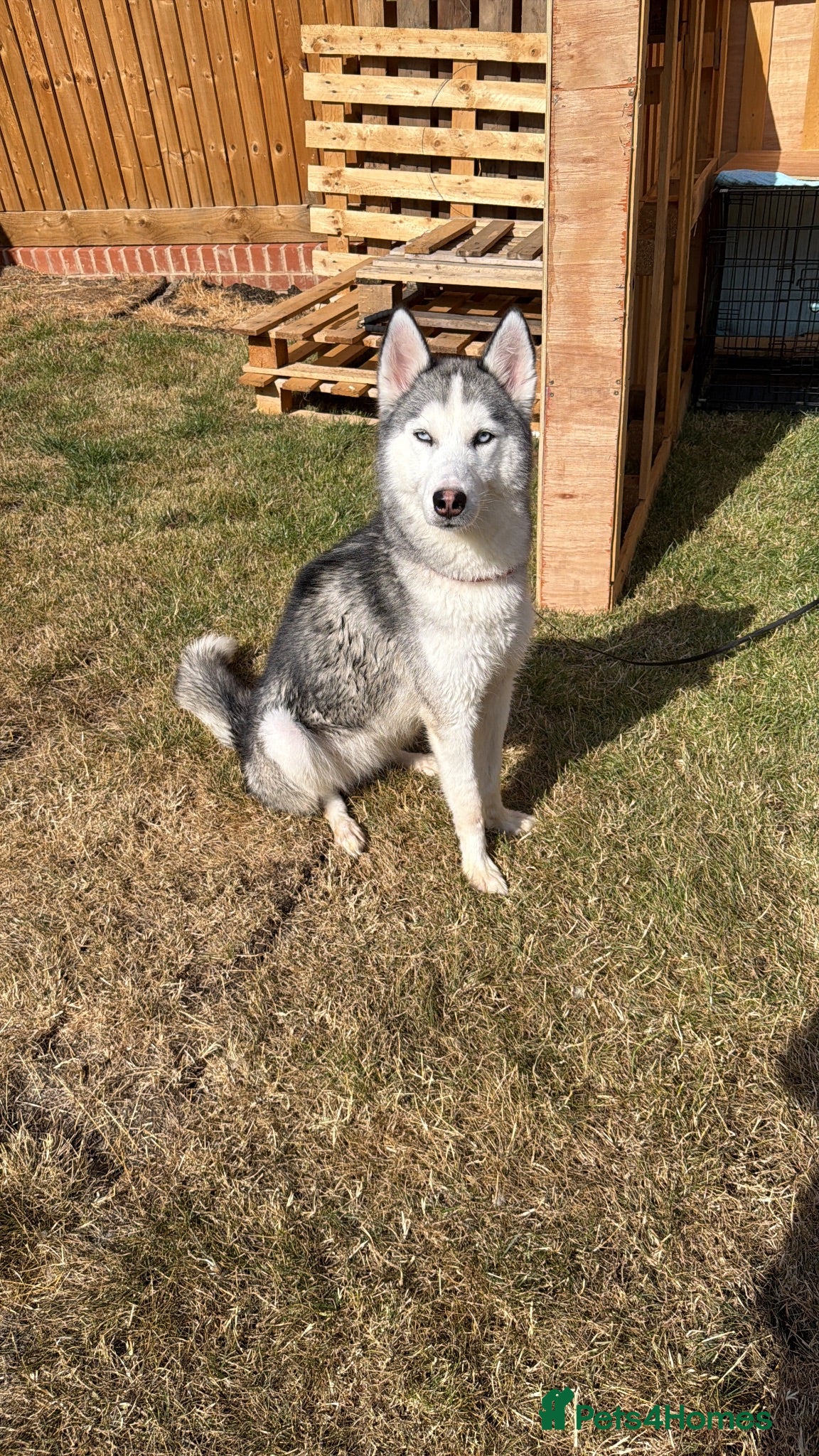 Siberian Husky dogs Female Siberian Husky  - Advert 2