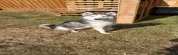 Siberian Husky dogs for sale: Female Siberian Husky  - Advert 1