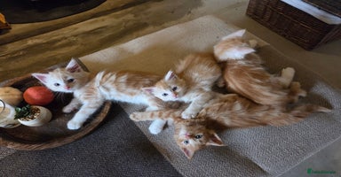 Maine Coon cats Fluffy ginger and cream maine coon cross kittens - Advert 13
