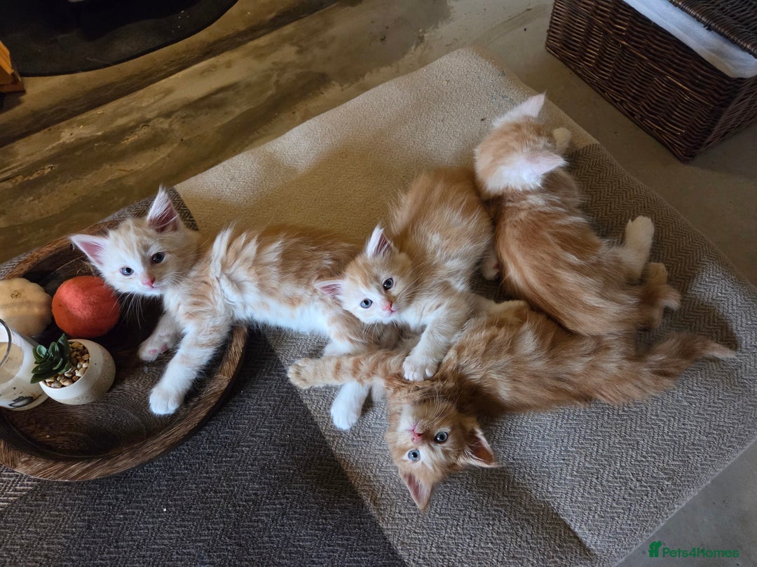 Maine Coon cats for sale: Fluffy ginger and cream maine coon cross kittens - Image 1