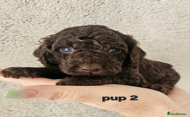 Cockapoo dogs - Advert 10