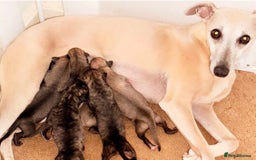Whippet dogs for sale: KC Registered Whippet puppies  - Image 1