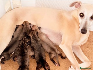Whippet dogs - Advert 1