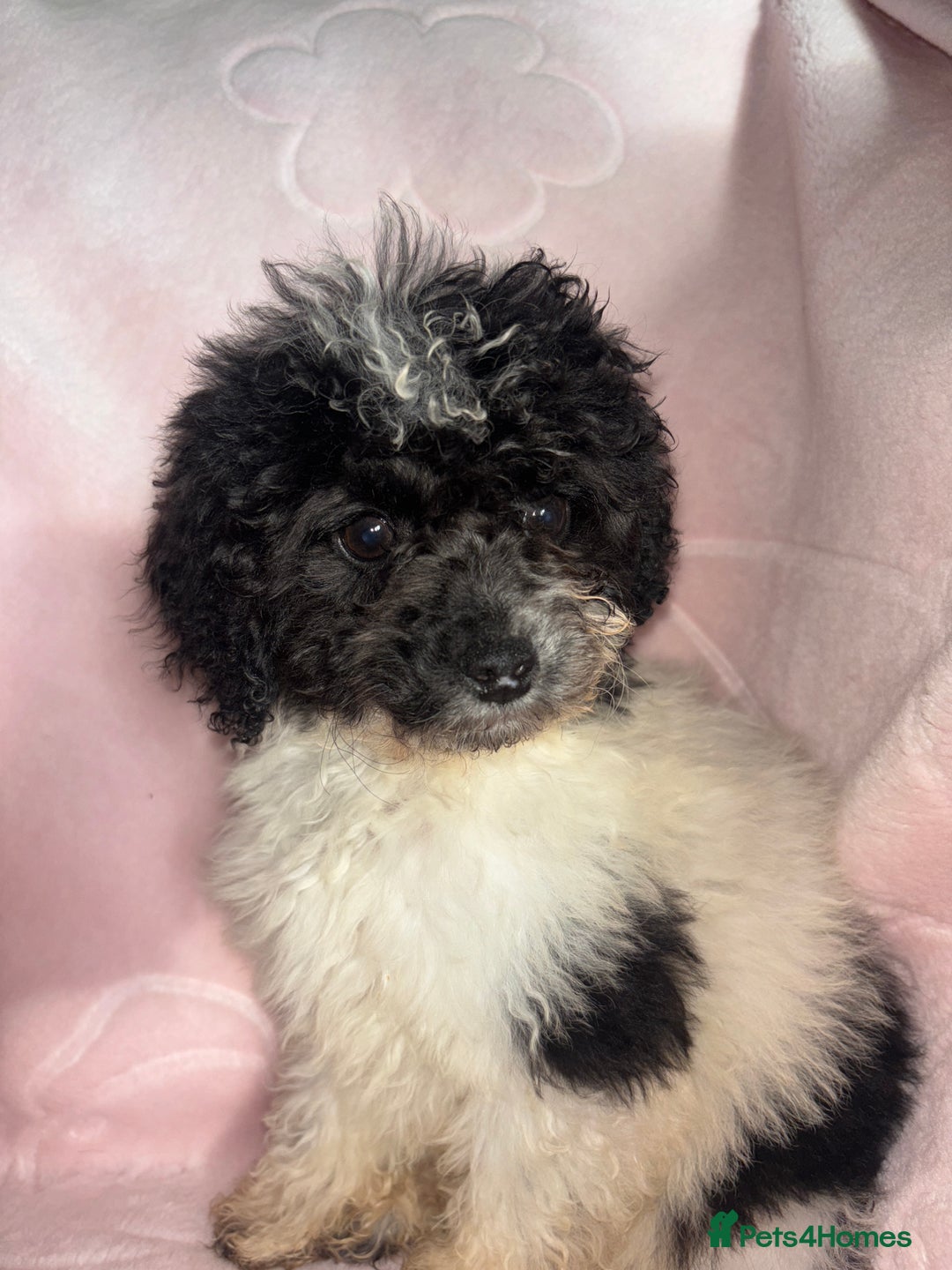 Cavapoo dogs for sale: Cavapoo puppies for sale  - Advert 8