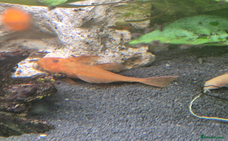 Plecos fish - Advert 1