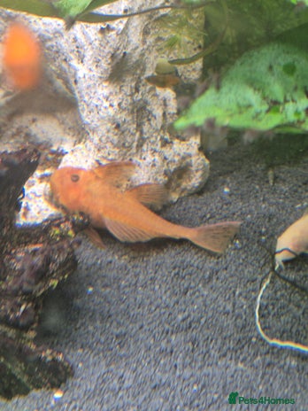 Plecos fish - Advert 1