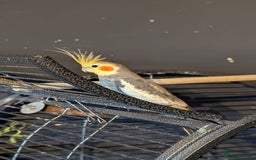 Cockatiels birds for sale: Cockateils  - Image 10