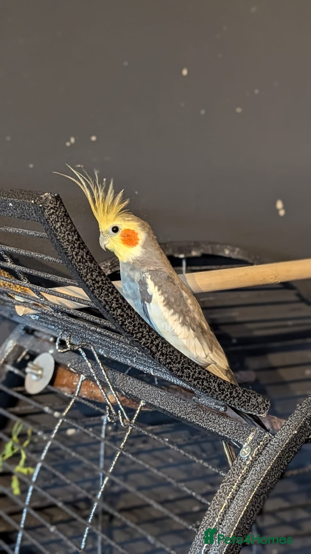 Cockatiels birds for sale: Cockateils  - Image 10