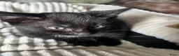 Mixed Breed cats for sale: Gorgeous kittens  - Advert 3