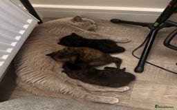 Mixed Breed cats for sale: 3 beautiful kittens  - Image 2