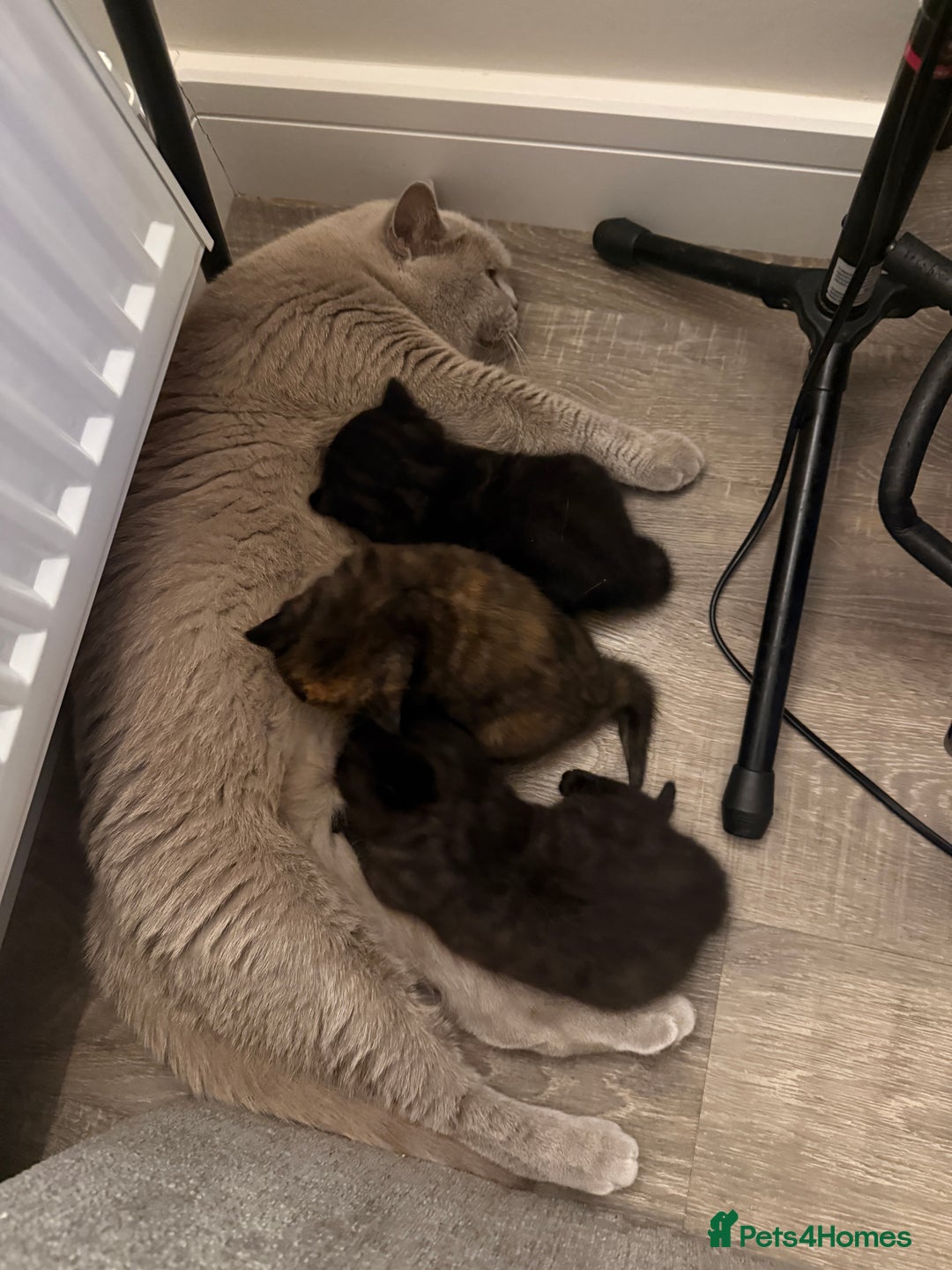 Mixed Breed cats for sale: 3 beautiful kittens  - Image 2