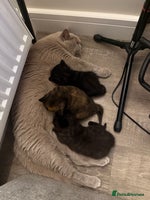 Mixed Breed cats - Advert 6