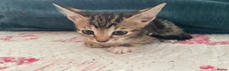 Mixed Breed cats for sale: Siamese x Maine coon kittens - Advert 24