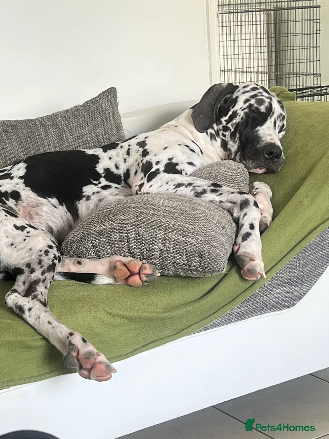 Great Dane dogs for stud: Great Dane harlequin for stud in Plymouth - Advert 2