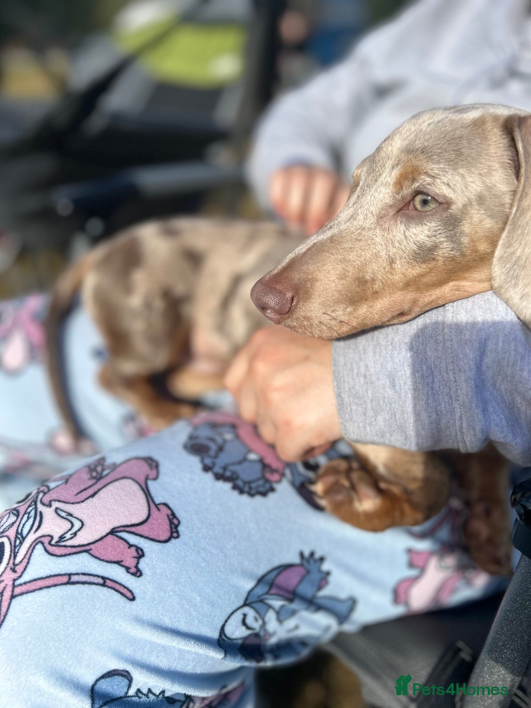 Miniature Dachshund dogs for sale: Frank  - Advert 3