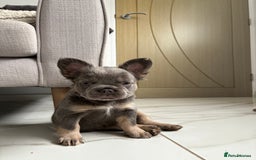 French Bulldog dogs for sale: 4 Fluffy French Bulldogs FOR SALE  - Image 18