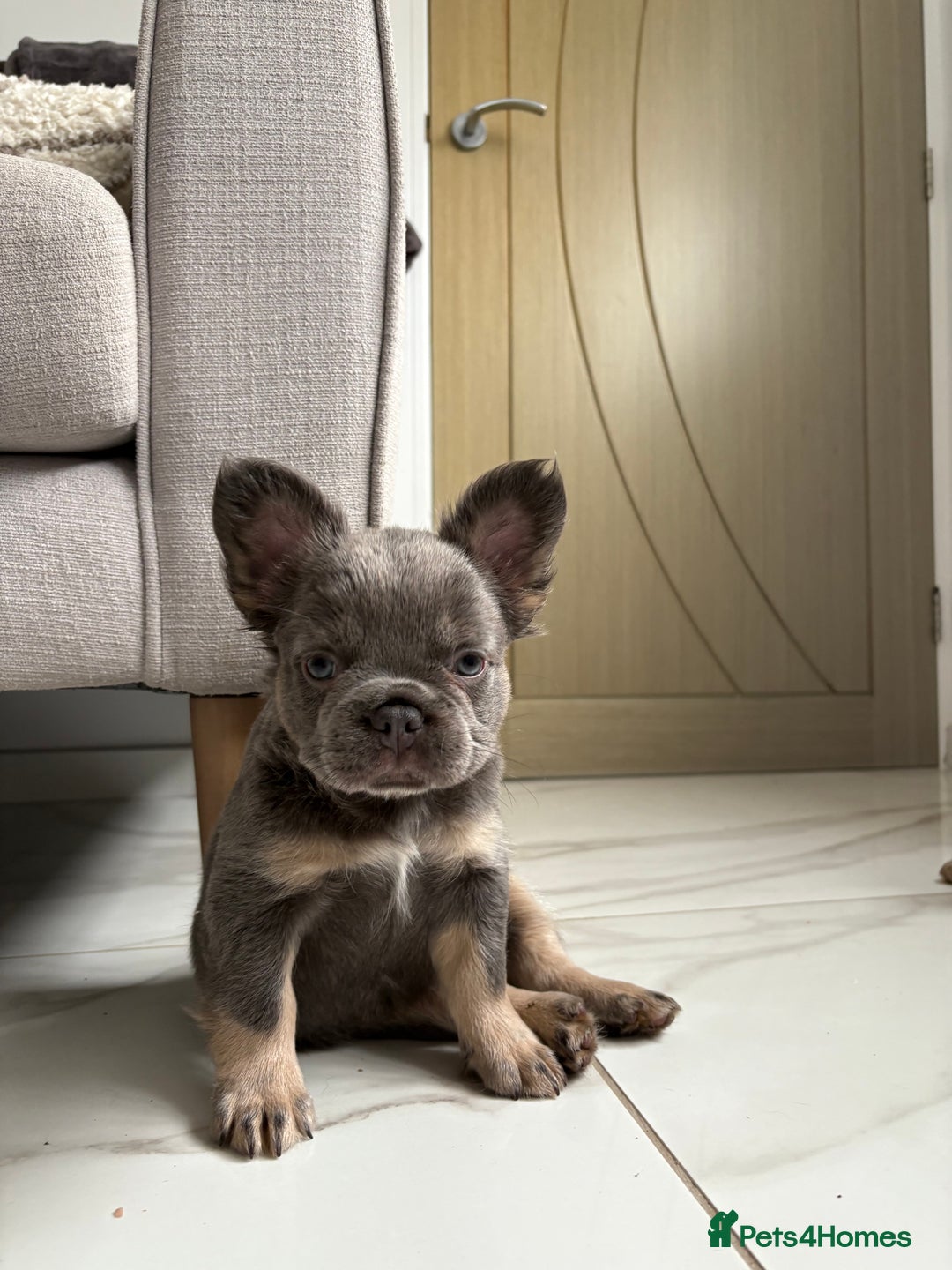 French Bulldog dogs for sale: 4 Fluffy French Bulldogs FOR SALE  - Image 18