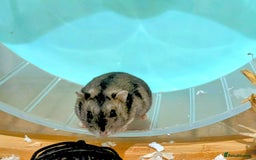 Hamster rodents for sale: Female Dwarf Hamster for Adoption UPDATED 05.09.25 - Image 9
