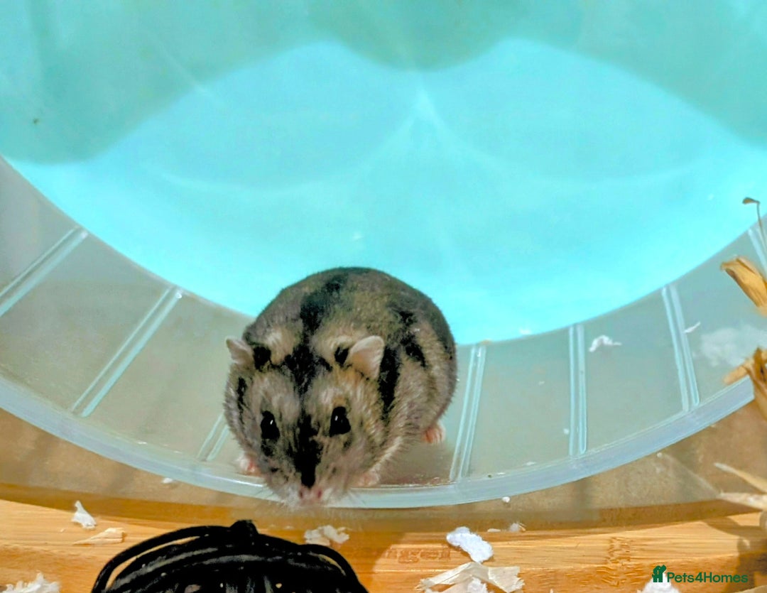 Hamster rodents for sale: Female Dwarf Hamster for Adoption UPDATED 05.09.25 - Image 9