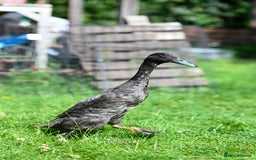 Ducks poultry for sale: Three male Indian Runner Ducks - Image 2